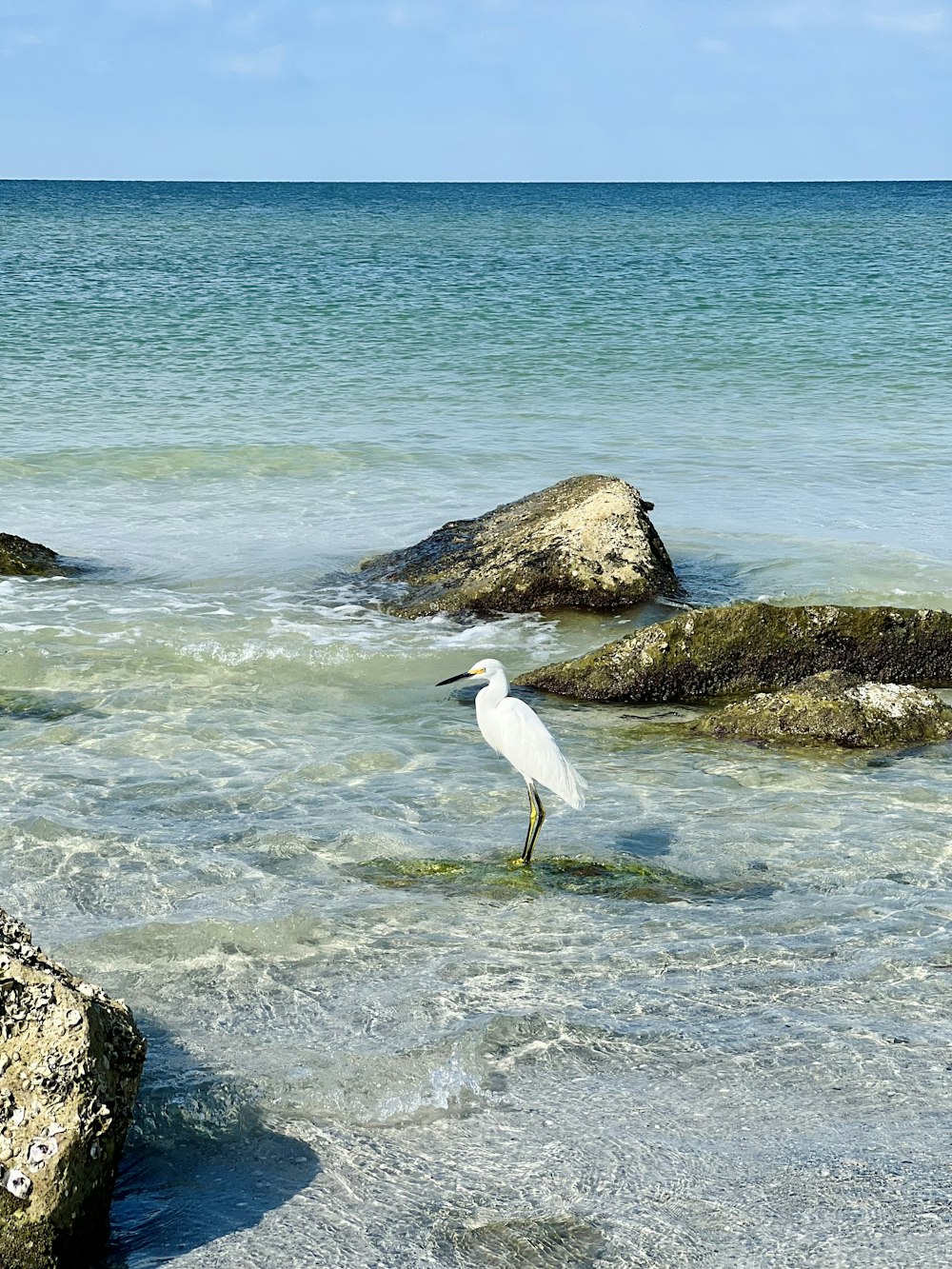 Ein weißer Vogel, der auf einem Gewässer steht