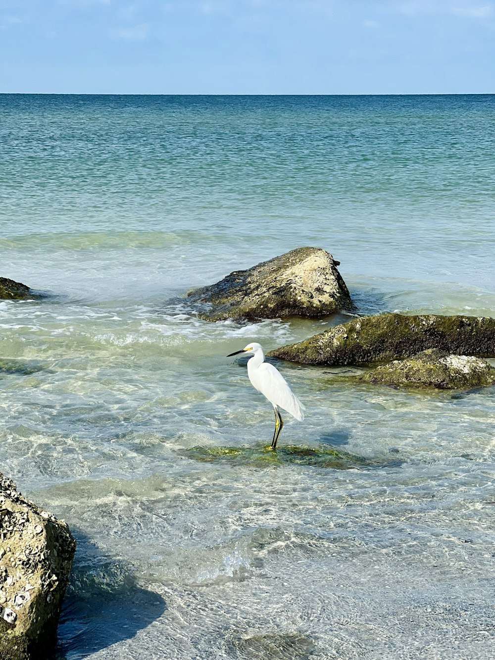 a white bird standing on top of a body of water