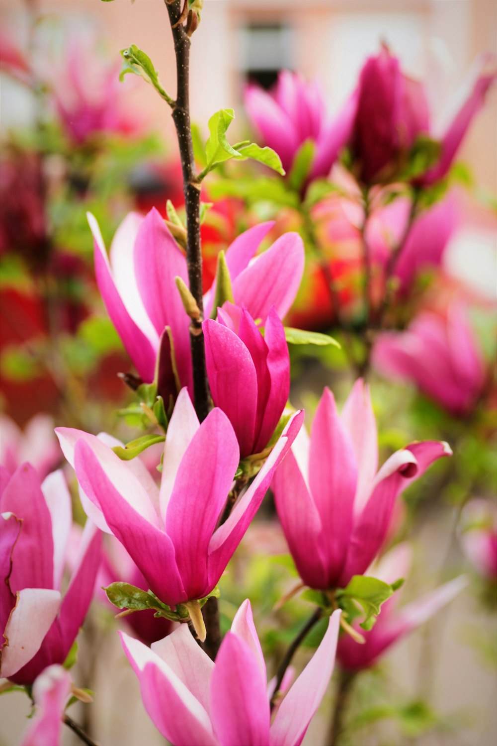 a bunch of pink flowers that are in a vase