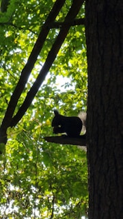 A silhouette of a squirrel perched on a tree branch against a backdrop of lush green leaves, illuminated by sunlight filtering through the canopy.