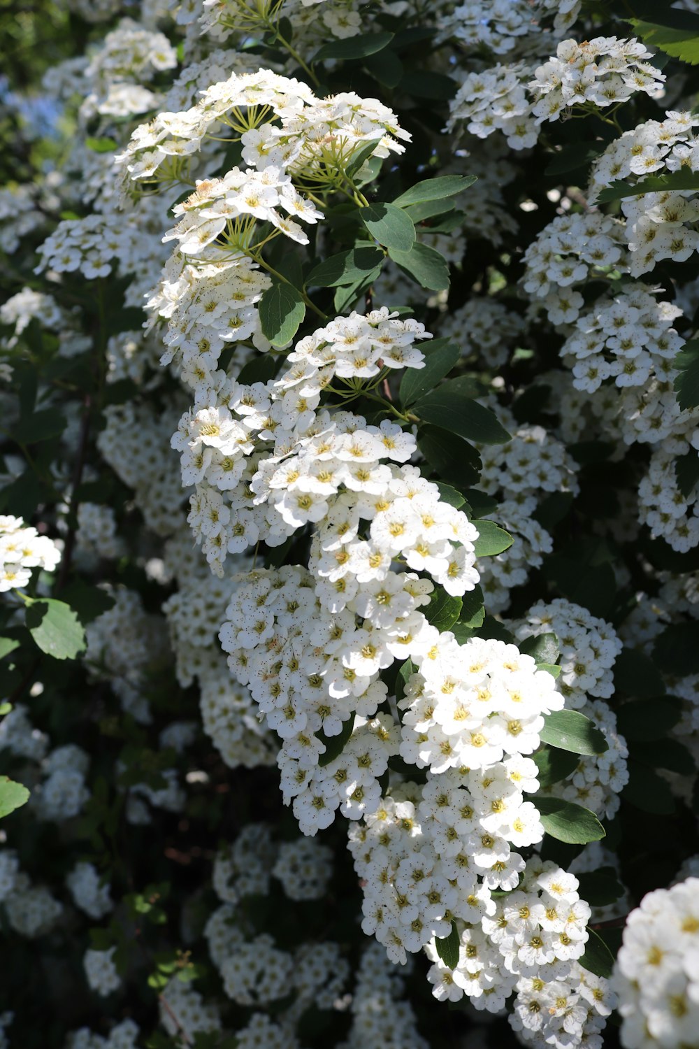 a bush of white flowers with green leaves