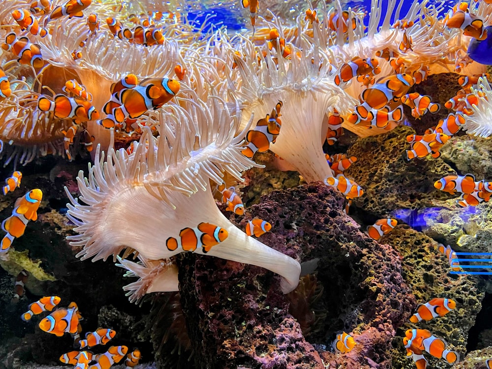 a group of clown fish in an aquarium