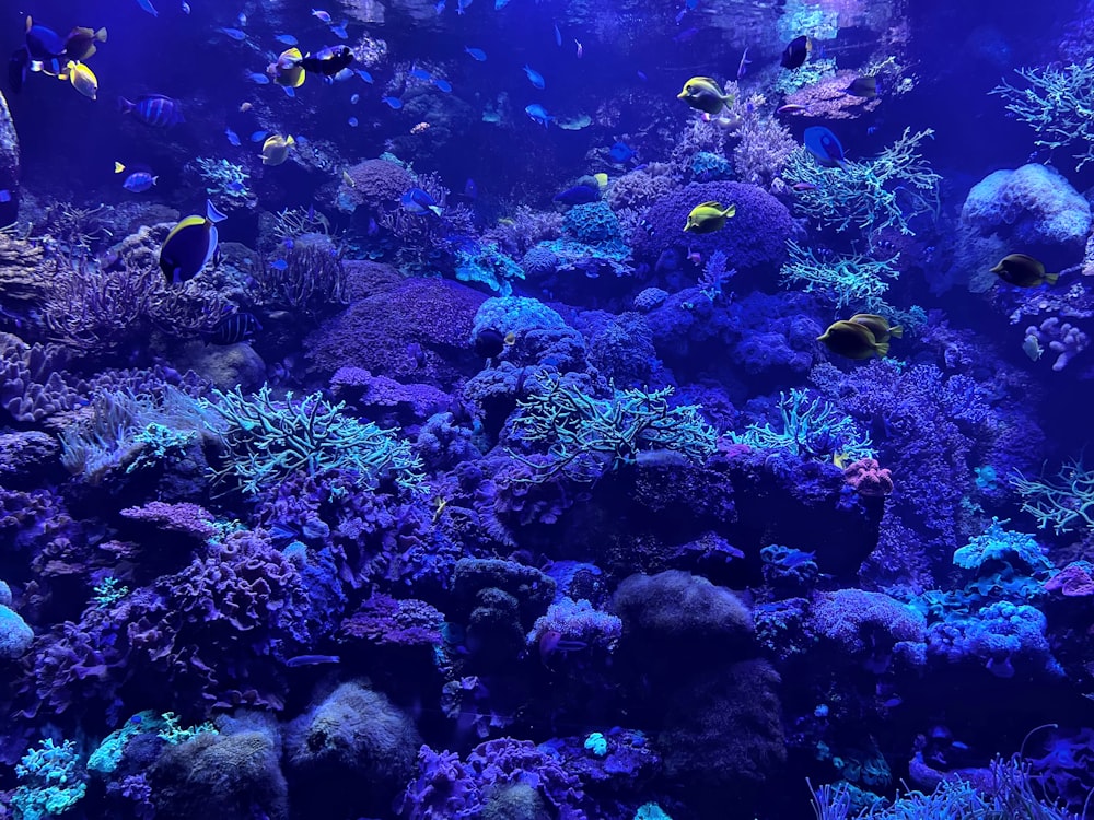 a large aquarium filled with lots of different types of fish