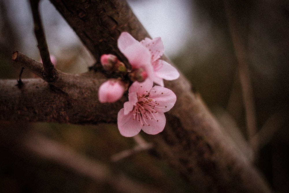 um close up de uma flor em um galho de árvore