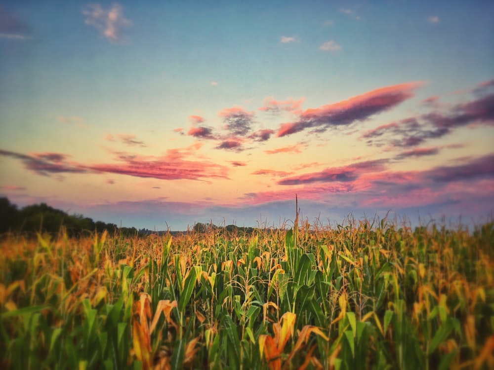 a field of grass with a sky in the background