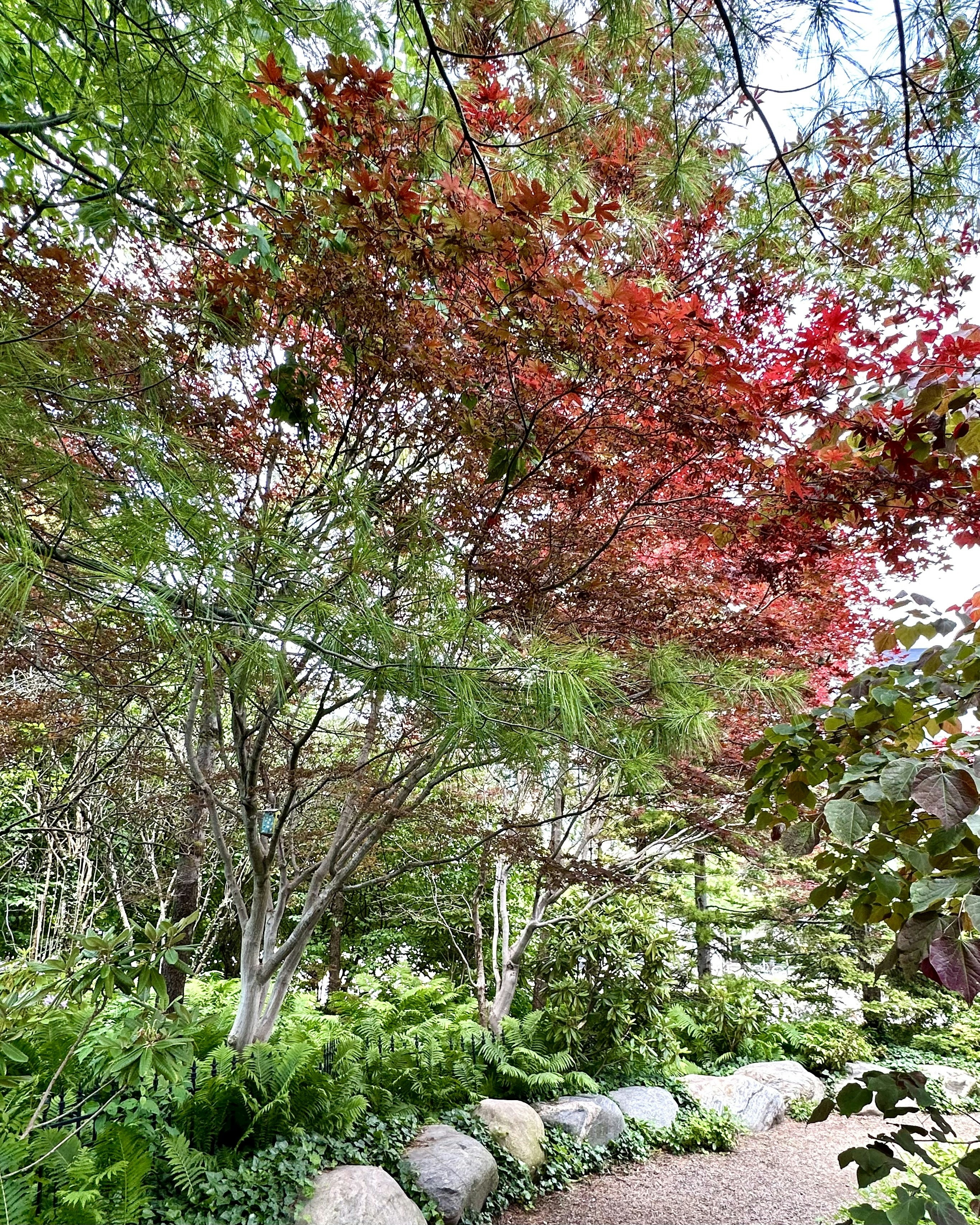 a path through a lush green forest with lots of trees