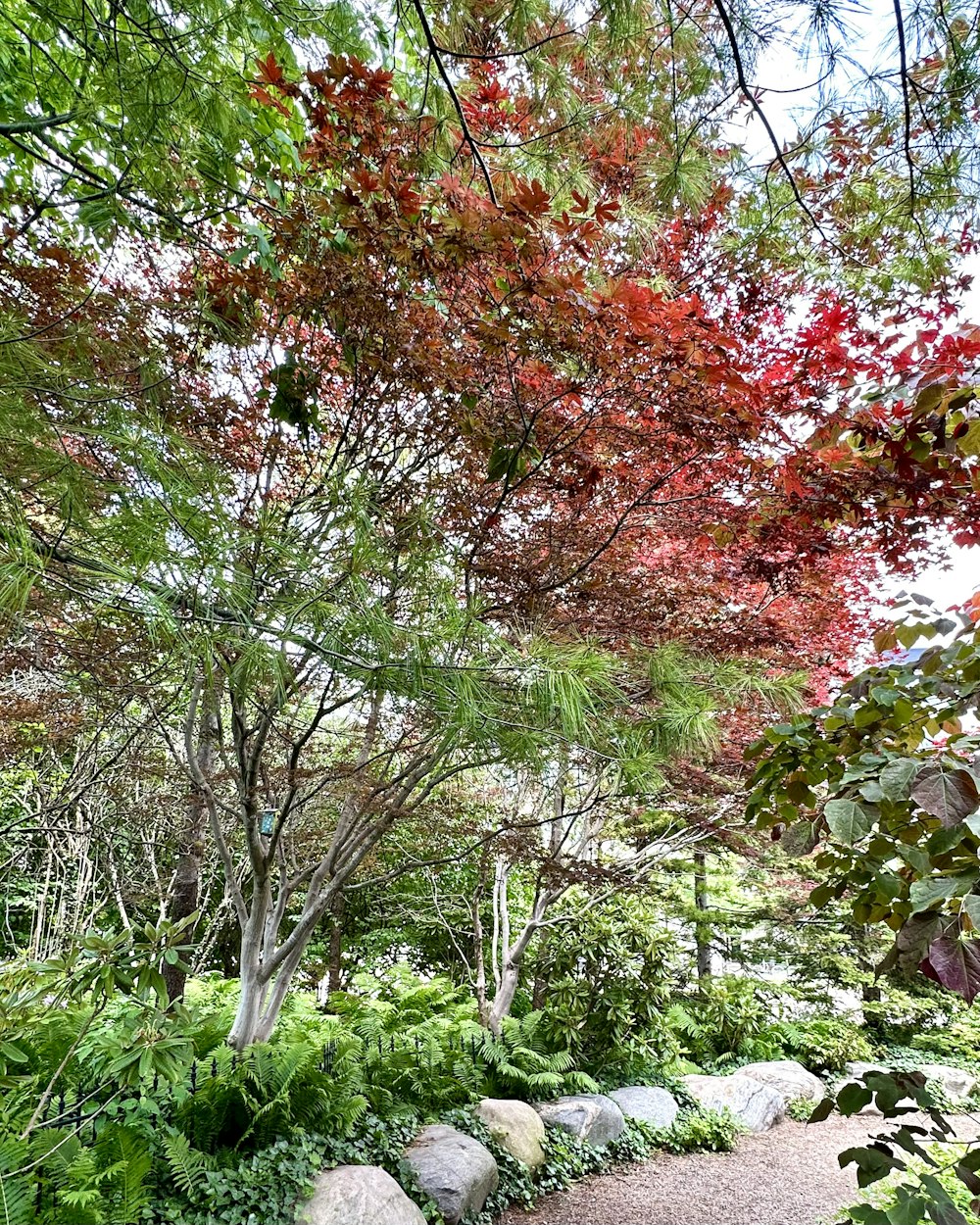 a path through a lush green forest with lots of trees