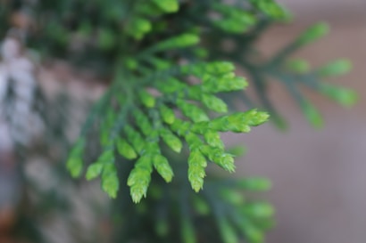 Close-up of green plant foliage with soft, focused light creating a serene and natural feel. The leaves appear fresh and vibrant, with a blurred background that accentuates the detailed textures of the foliage.