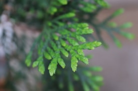 Close-up of green plant foliage with soft, focused light creating a serene and natural feel. The leaves appear fresh and vibrant, with a blurred background that accentuates the detailed textures of the foliage.