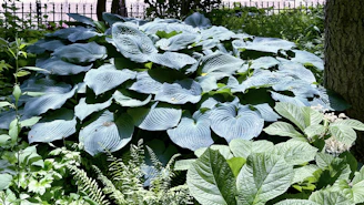 A serene garden corner with shade-loving ferns and hostas