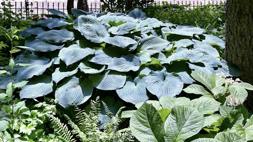 A serene garden corner with shade-loving ferns and hostas