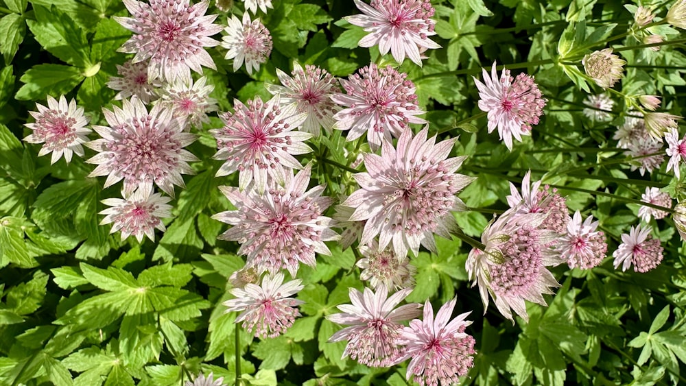 a close up of a bunch of pink flowers