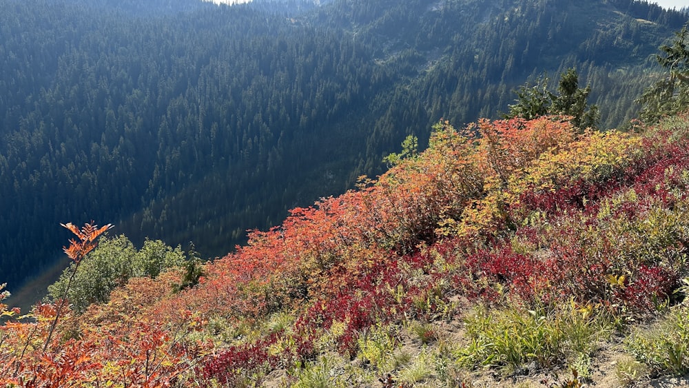 a view of a mountain with trees and bushes in the foreground