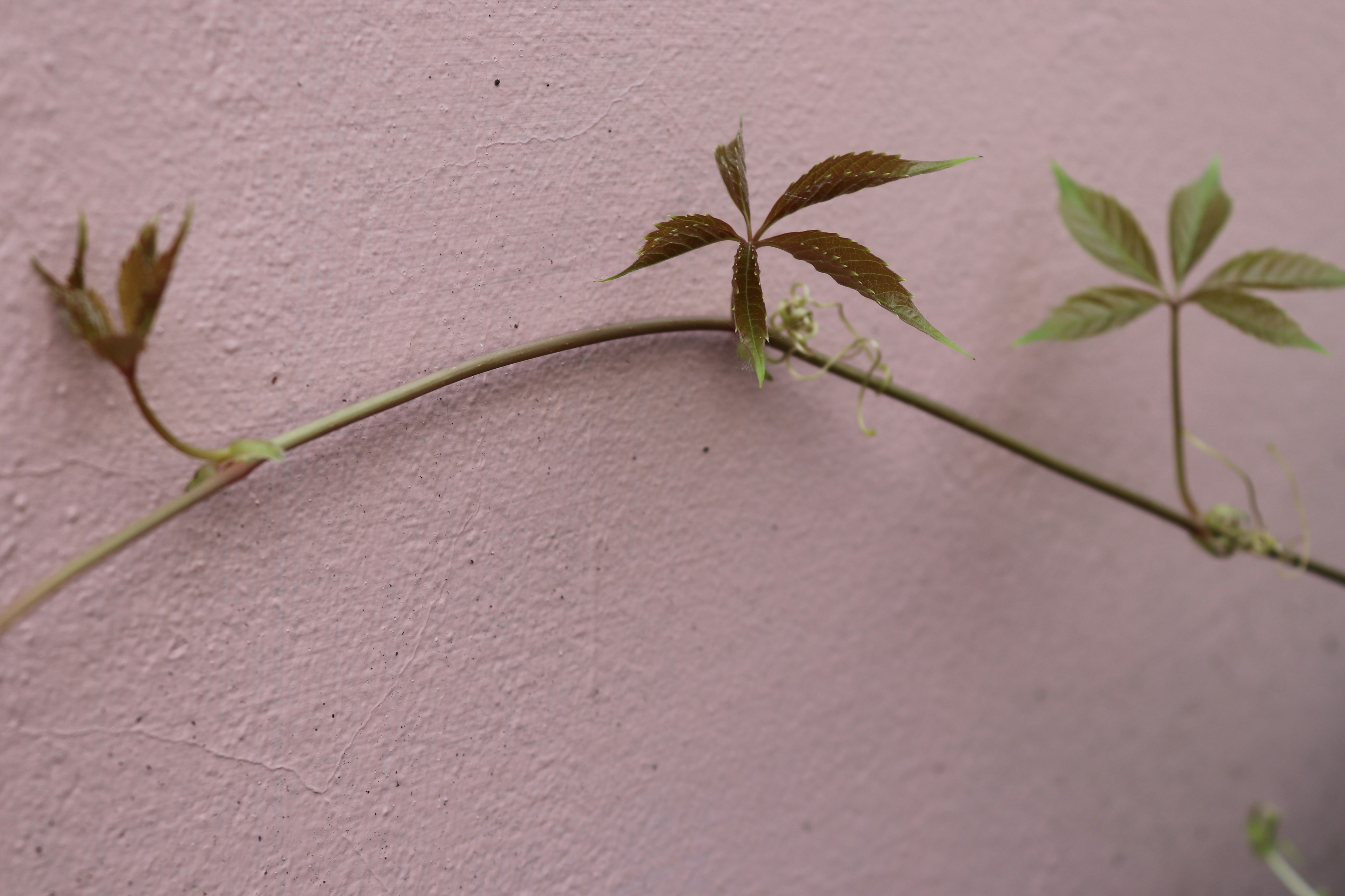 a close up of a plant on a wall