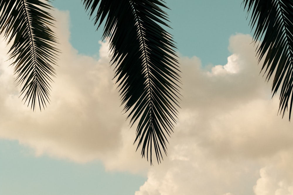 a couple of palm trees sitting under a cloudy blue sky