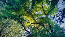 A canopy of lush green leaves with sunlight filtering through, creating a pattern of light and shadow on the foliage. The branches of the trees stretch upwards and intertwine, creating a natural ceiling that provides a sense of serenity and calmness.