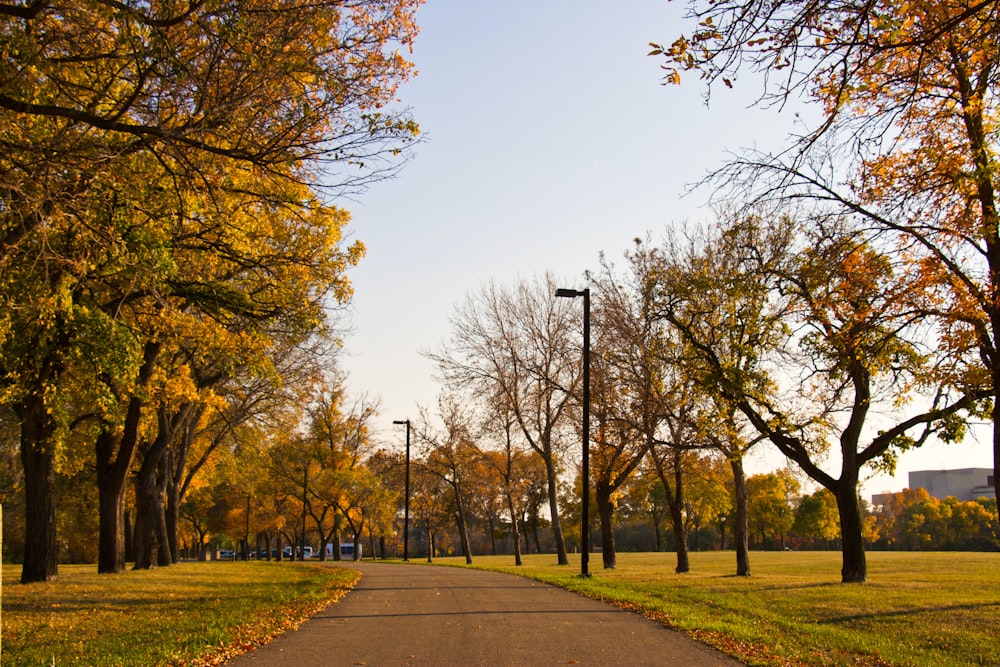 a park with lots of trees and grass