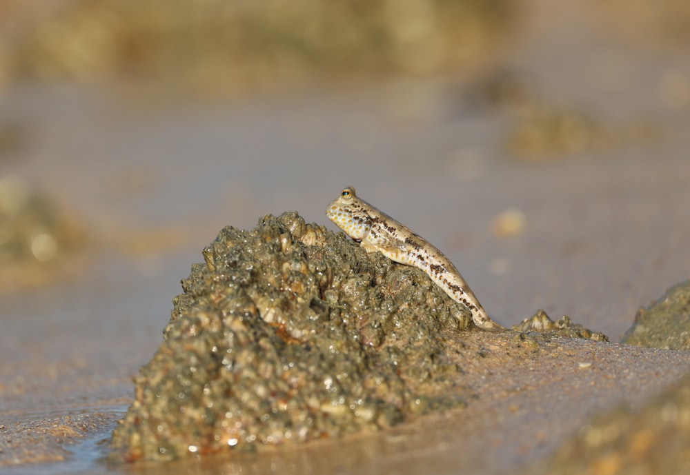 a small lizard sitting on a rock in the water