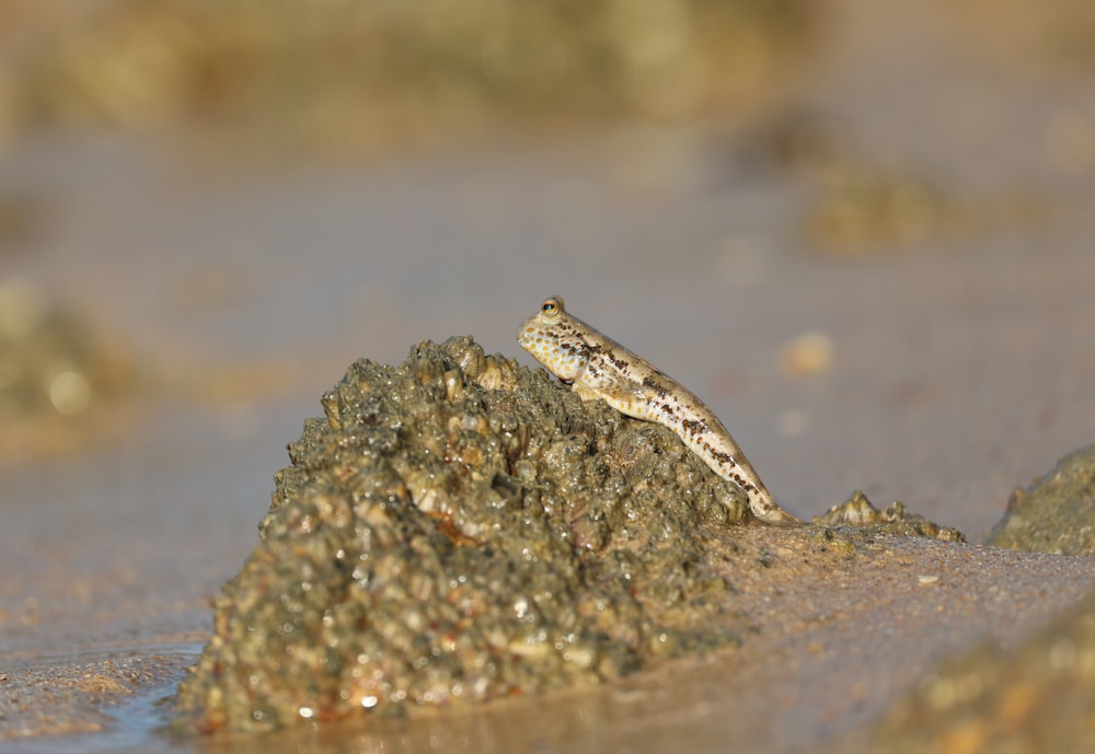 um pequeno lagarto sentado em uma rocha na água