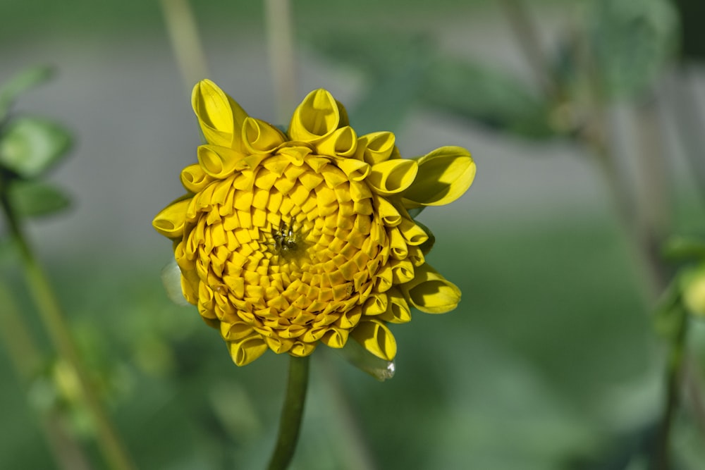 a close up of a yellow flower with a blurry background