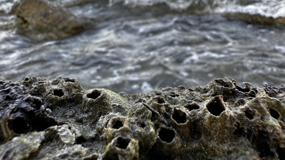 a close up of a rock near a body of water