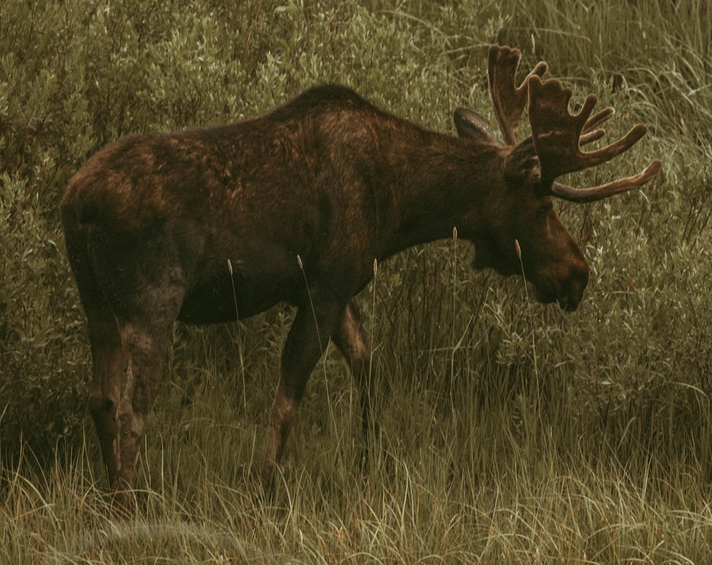 a moose is standing in the tall grass