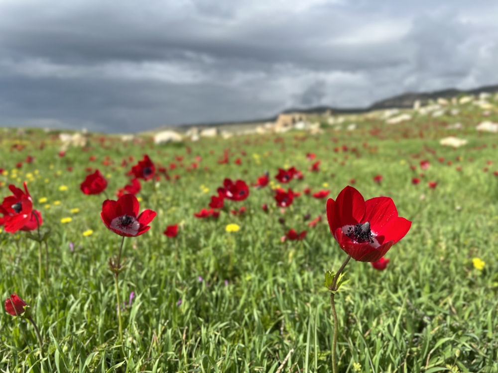 a field full of red flowers under a cloudy sky