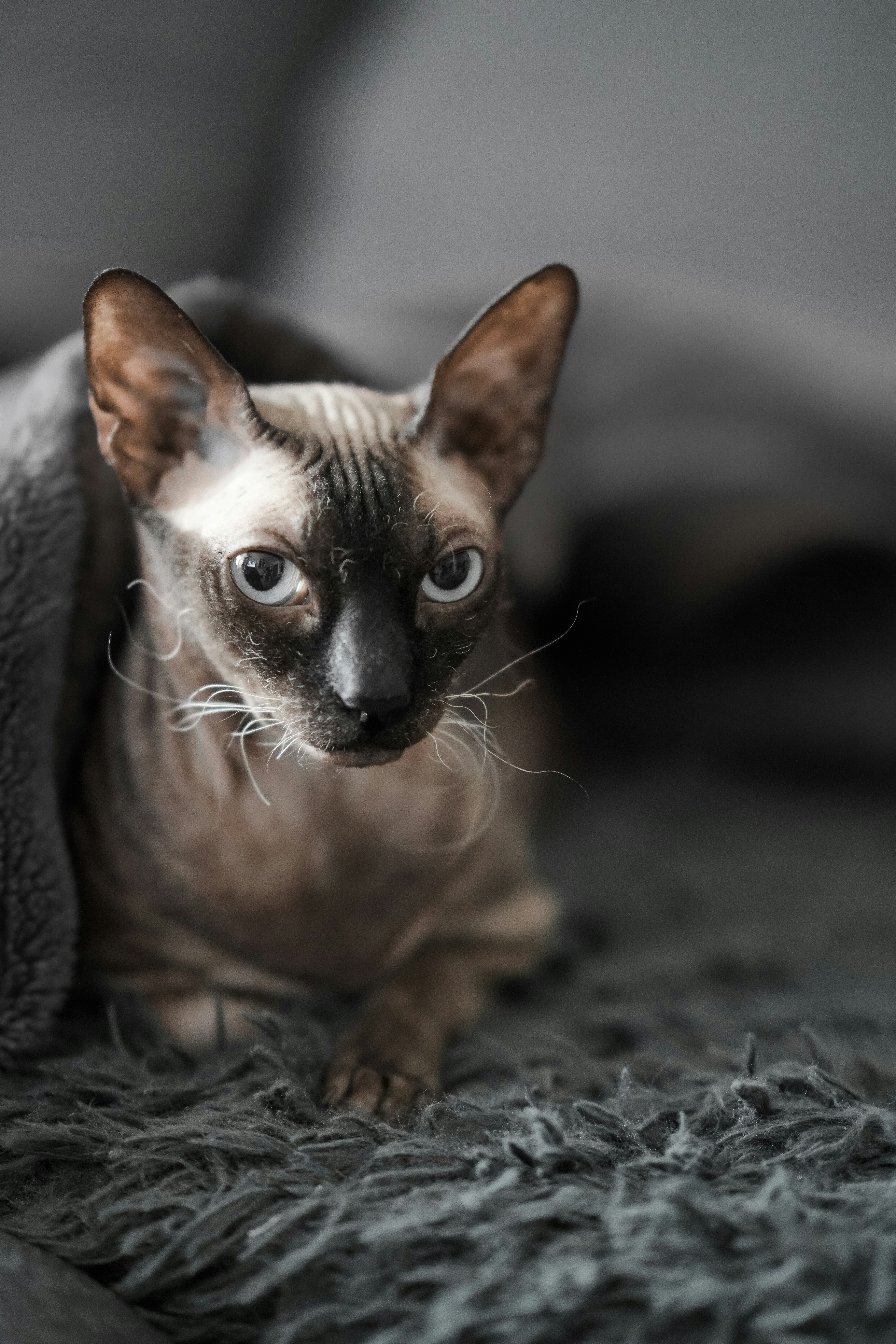 Delightfully Clumsy (image credits: unsplash)