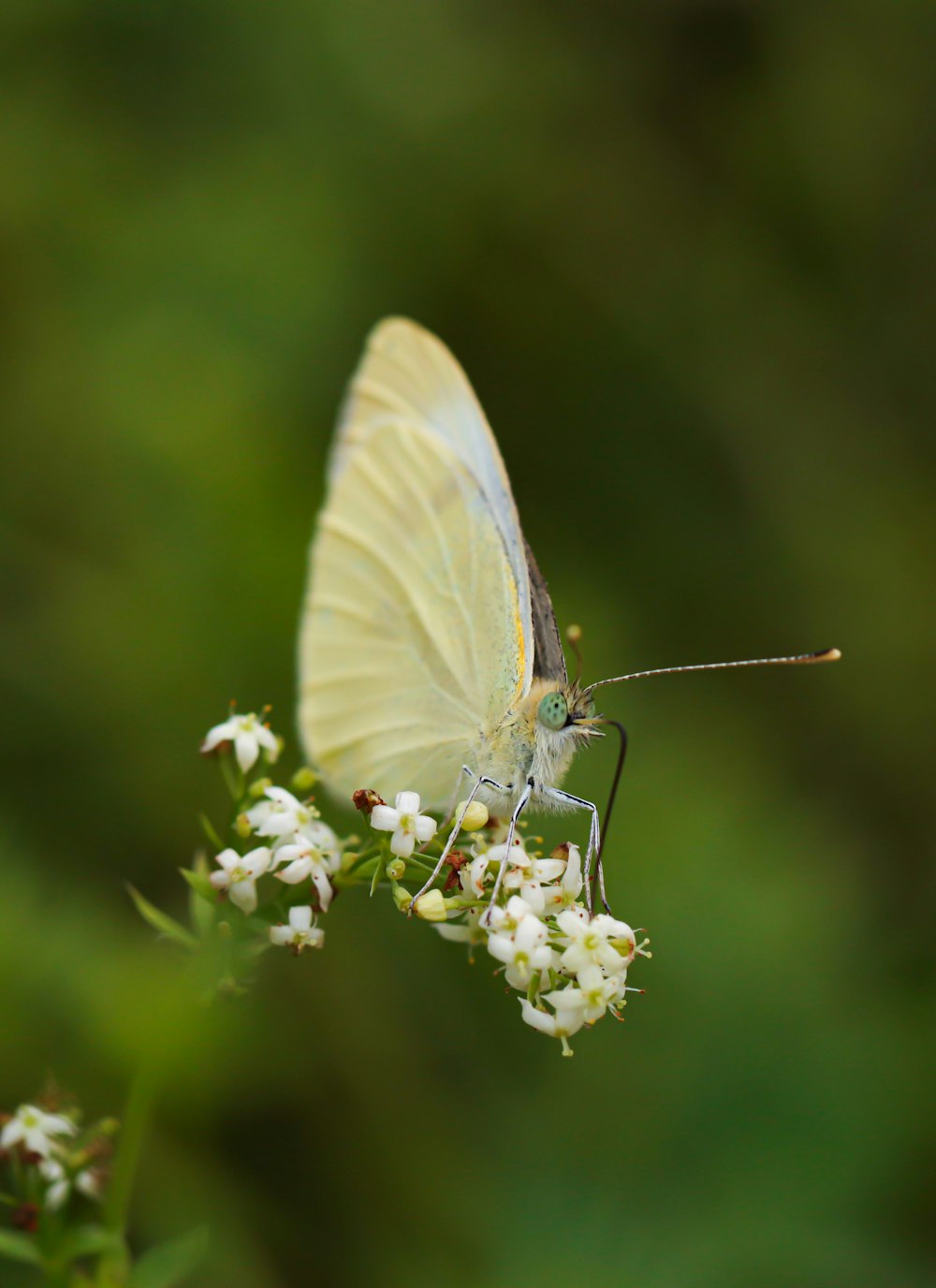a white butterfly sitting on top of a white flower