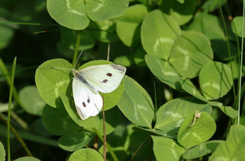 a white butterfly sitting on a green leaf