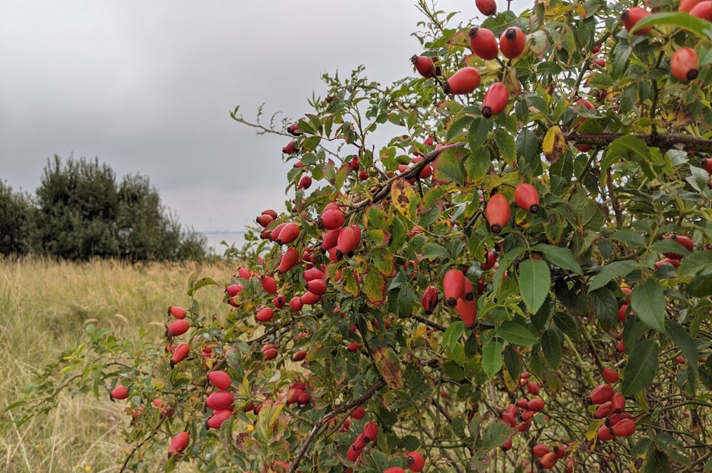 a tree filled with lots of ripe fruit