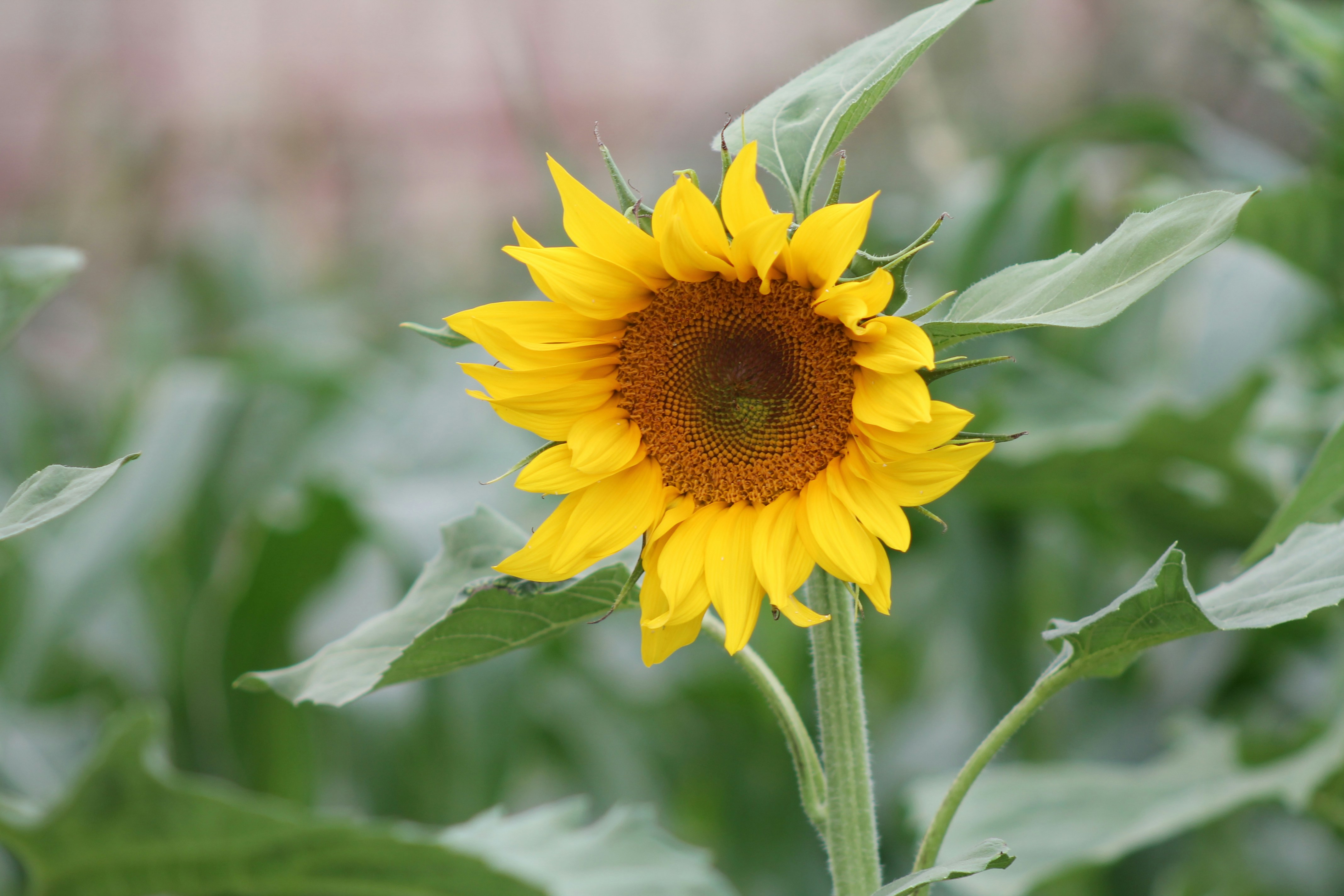 Photo by santoshbayer