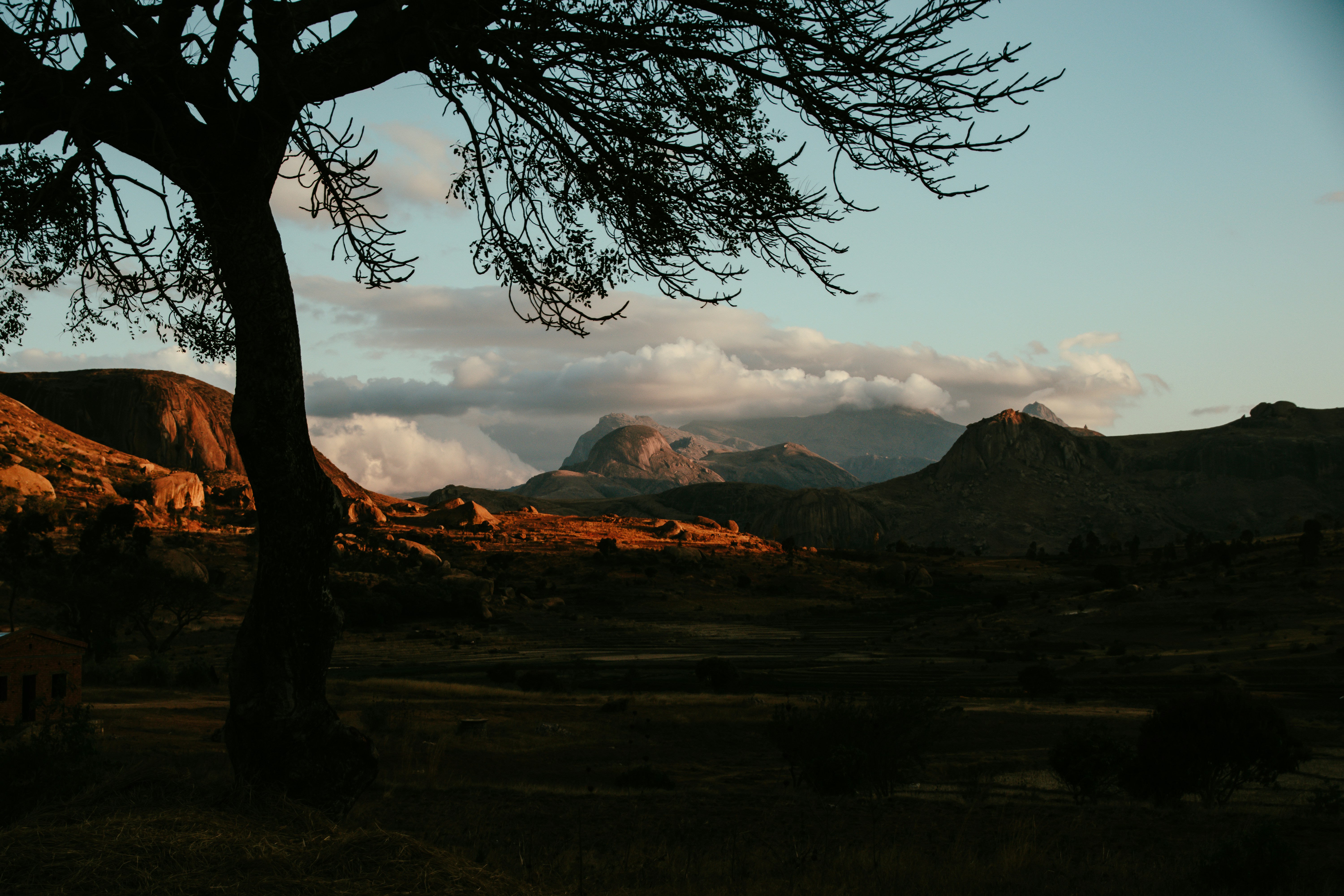 a tree in a field with mountains in the background