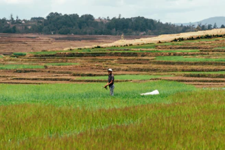 A farmer using a tablet in a lush Waikato dairy farm, with rolling green hills and clear blue skies.