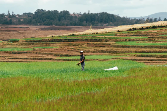 A farmer using a tablet in a lush Waikato dairy farm, with rolling green hills and clear blue skies.