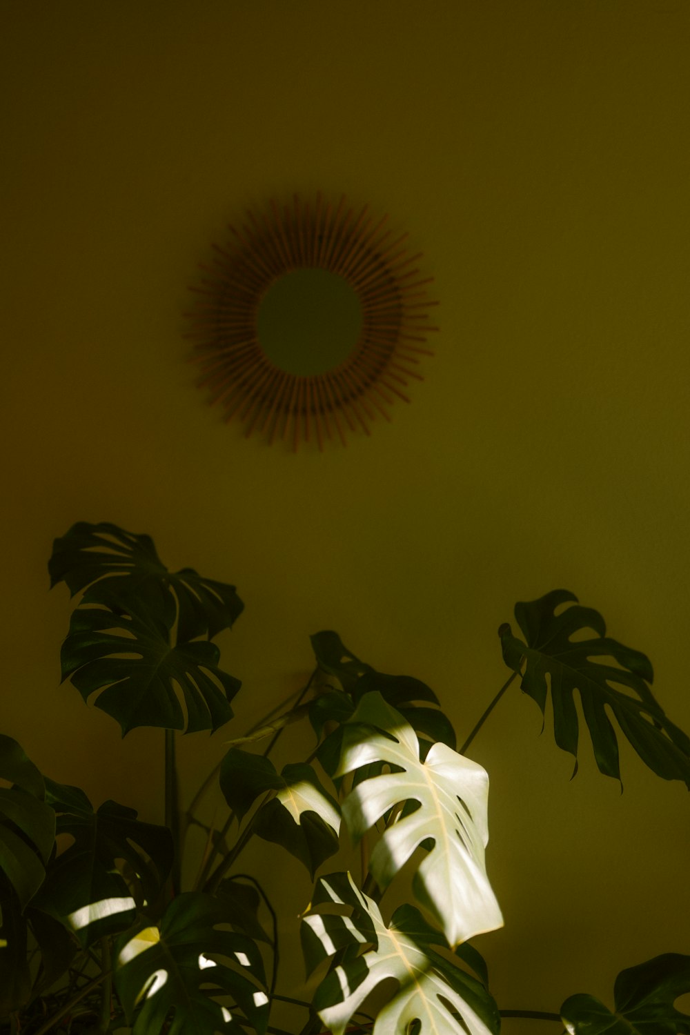 Una planta en una habitación con un espejo en la pared