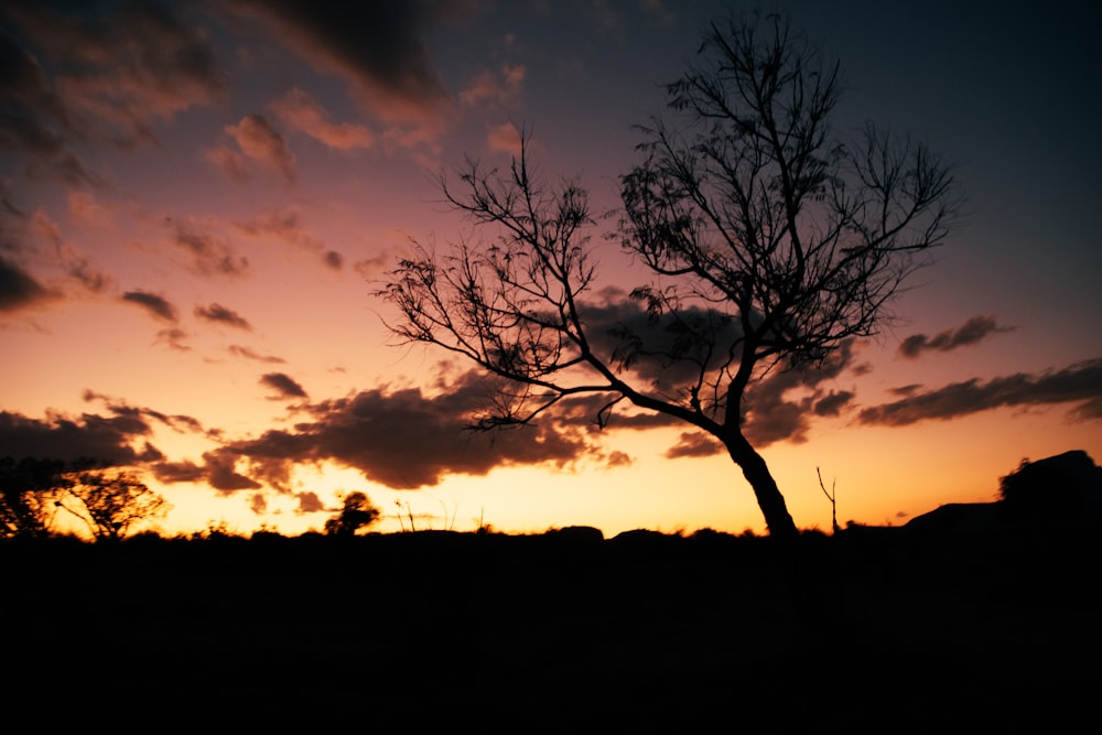 a lone tree is silhouetted against a sunset