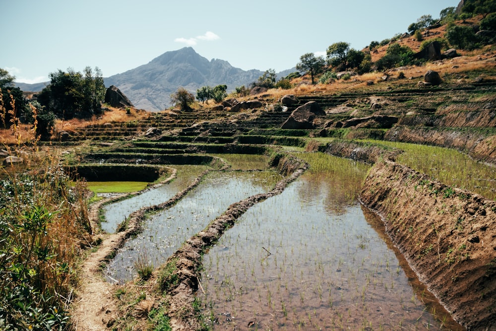 a rice field with a mountain in the background