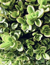 Close-up of pre-grown sedum mats showing dense, healthy succulents.