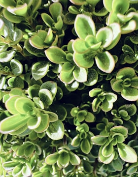 Close-up of sedum mats showing diverse succulent species and healthy green coverage.