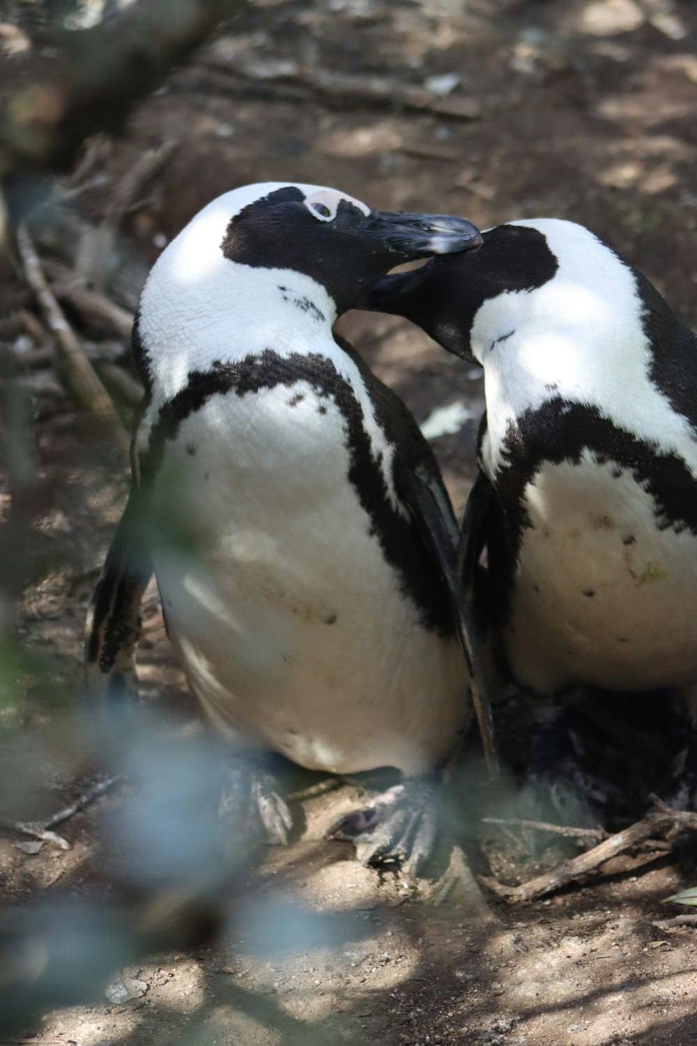 a couple of penguins sitting next to each other