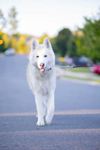 A cheerful dog on a leash enjoying a walk through a leafy neighborhood in Leawood.