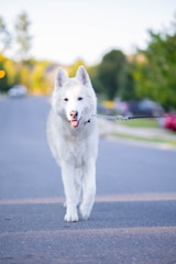 A white dog on a leash is confidently walking along a paved street, surrounded by a blurred background of greenery and a few distant cars. The dog appears healthy and happy, with its mouth slightly open.