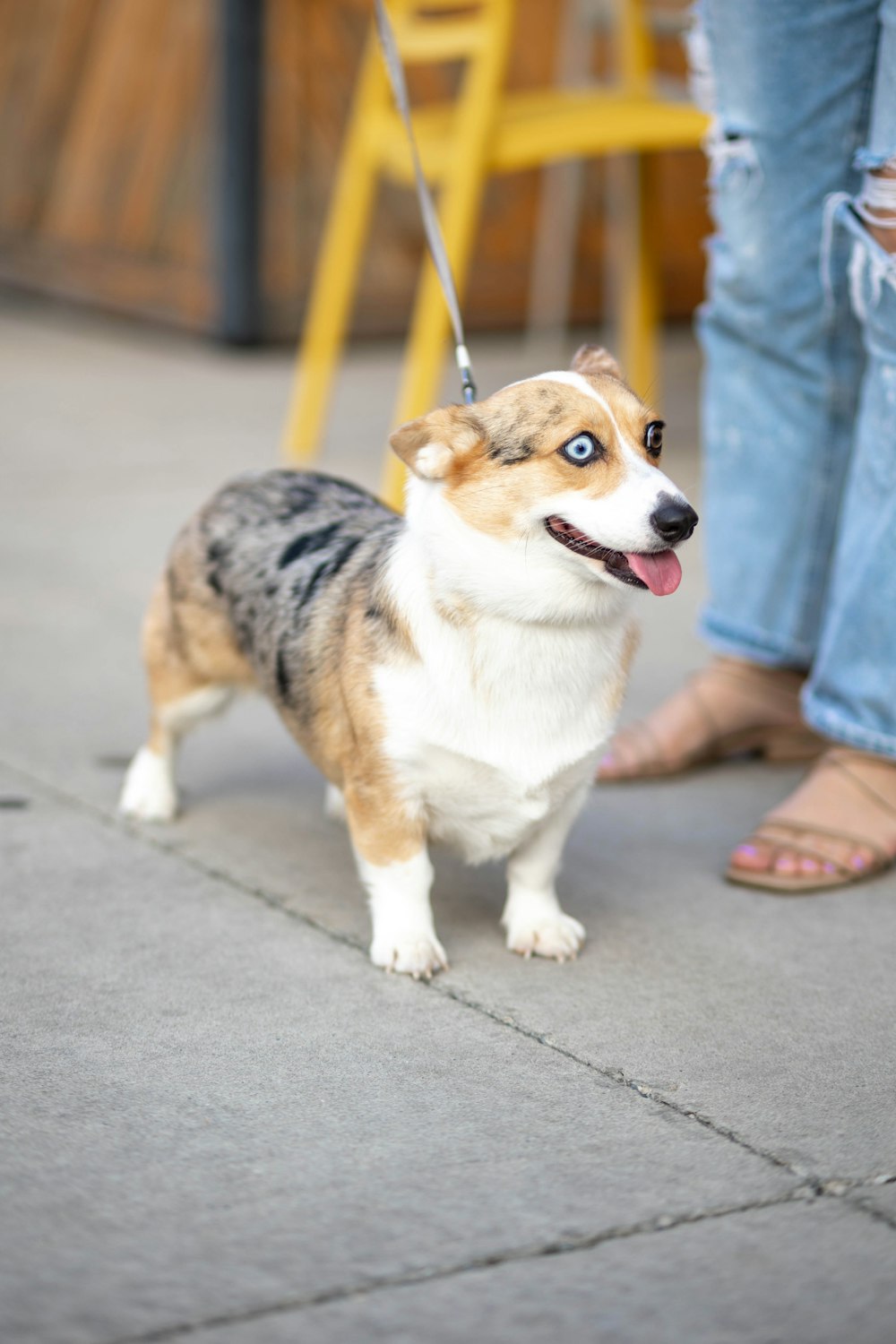 a dog on a leash standing next to a person