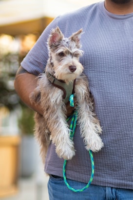 A small, fluffy dog with pointed ears and light brown and white fur is held by a person's arm. The dog wears a harness attached to a green and blue leash. The person is wearing a ribbed gray short-sleeve shirt and jeans. The background is slightly blurred, featuring hints of greenery and light tones.