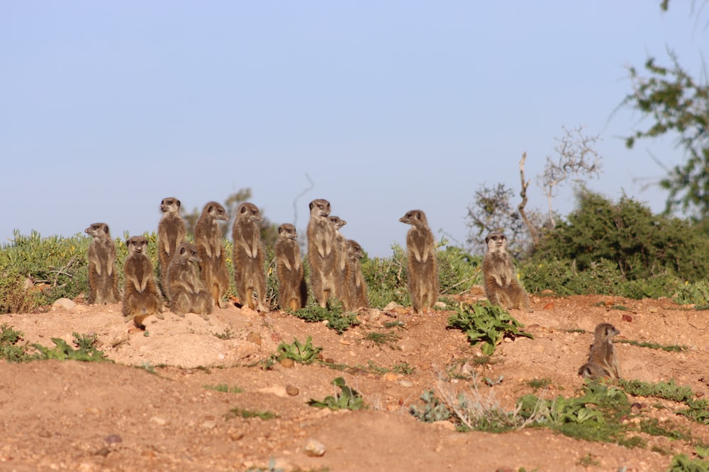 a group of meerkats standing on a dirt hill