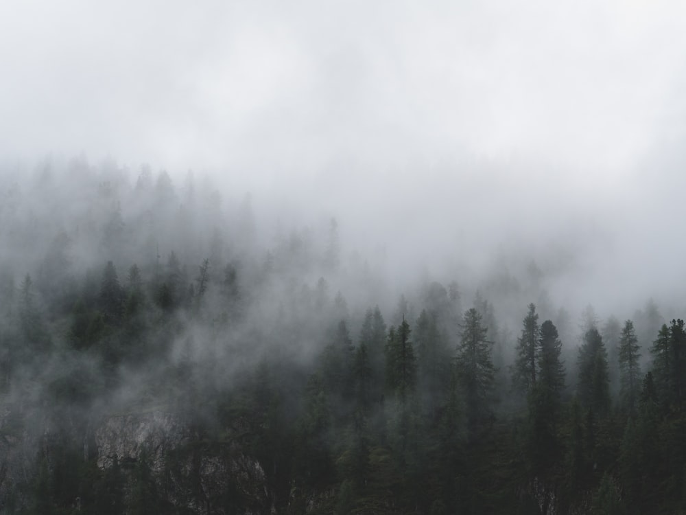 안개와 낮은 구름으로 뒤덮인 숲