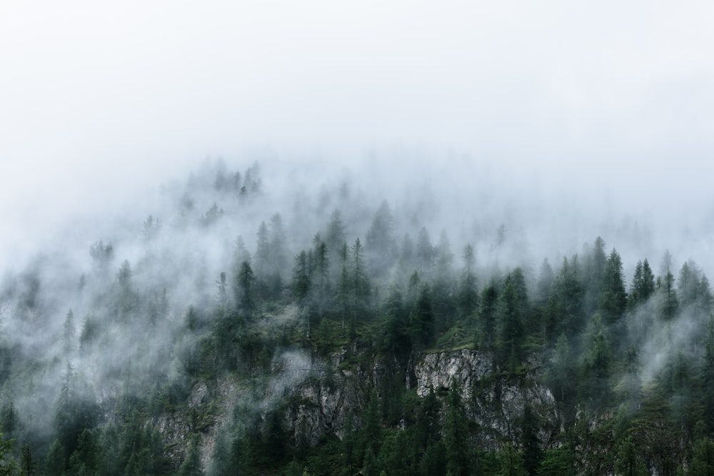 a mountain covered in fog and trees