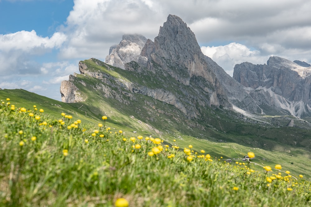 a grassy field with yellow flowers and mountains in the background