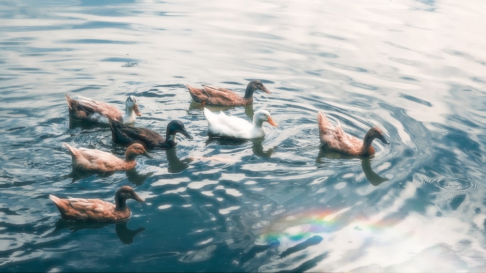 a group of ducks floating on top of a lake